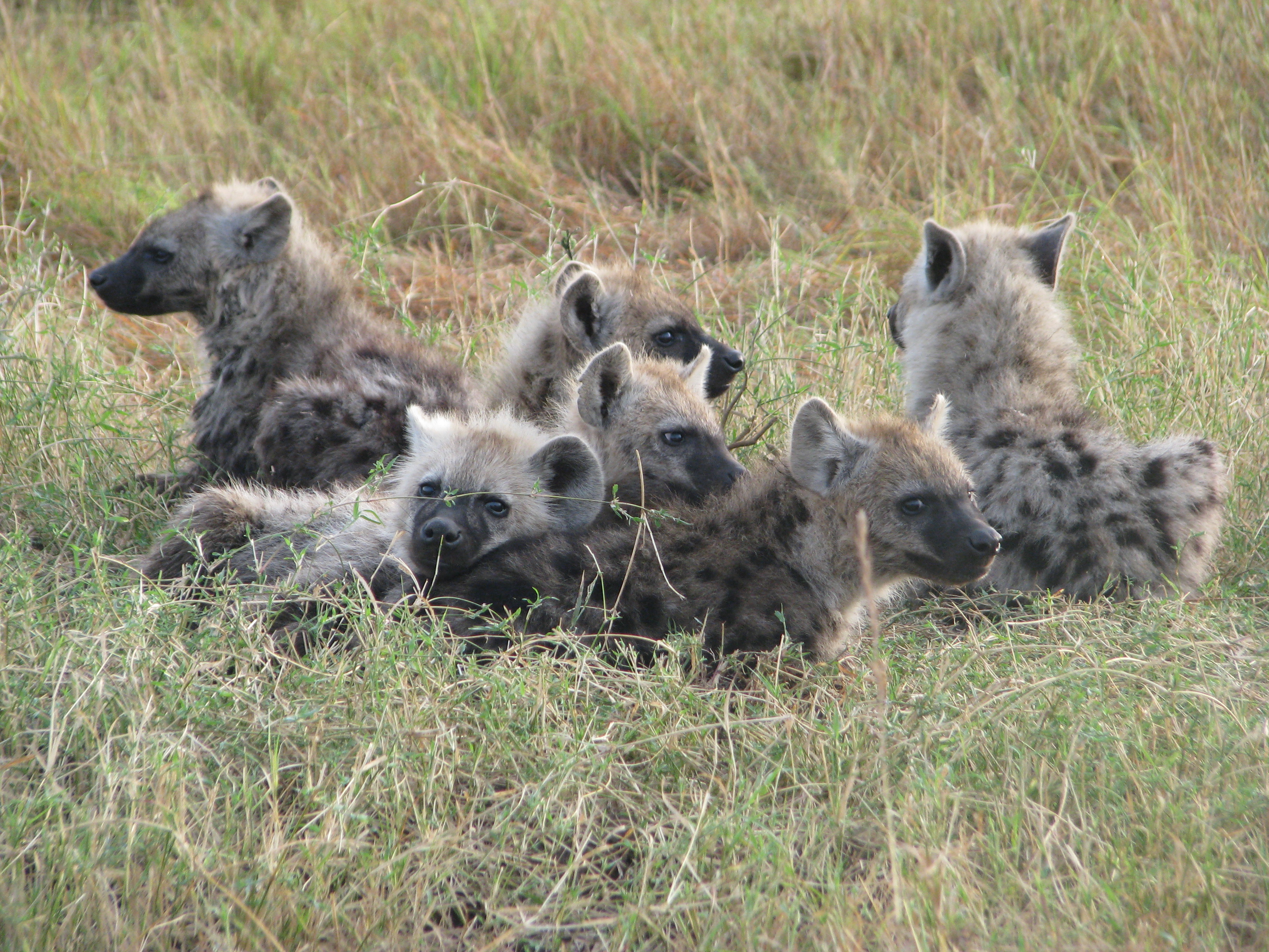 Akcay hyenas cooperation