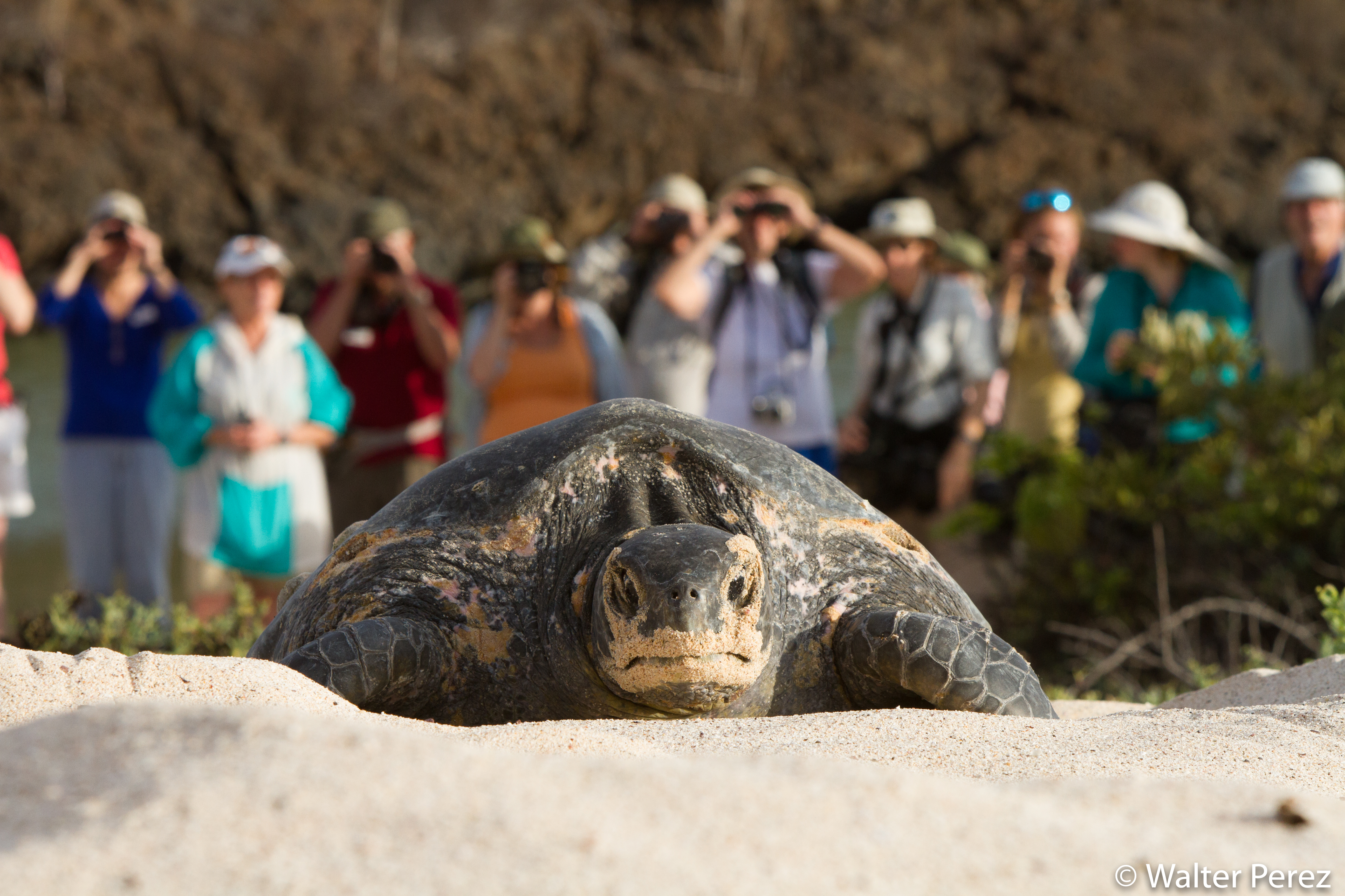 A female Pacific Green Turtle on the central Galápagos island of Santa Cruz (©Walter Perez)
