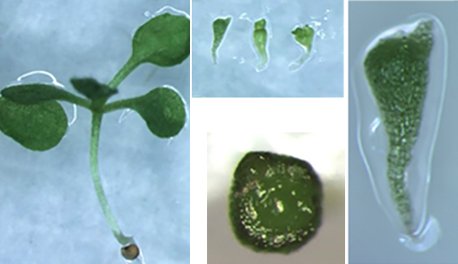 Various images of leaves show normal development of a young plant with leaves and other plants that lack both roots and leaves.