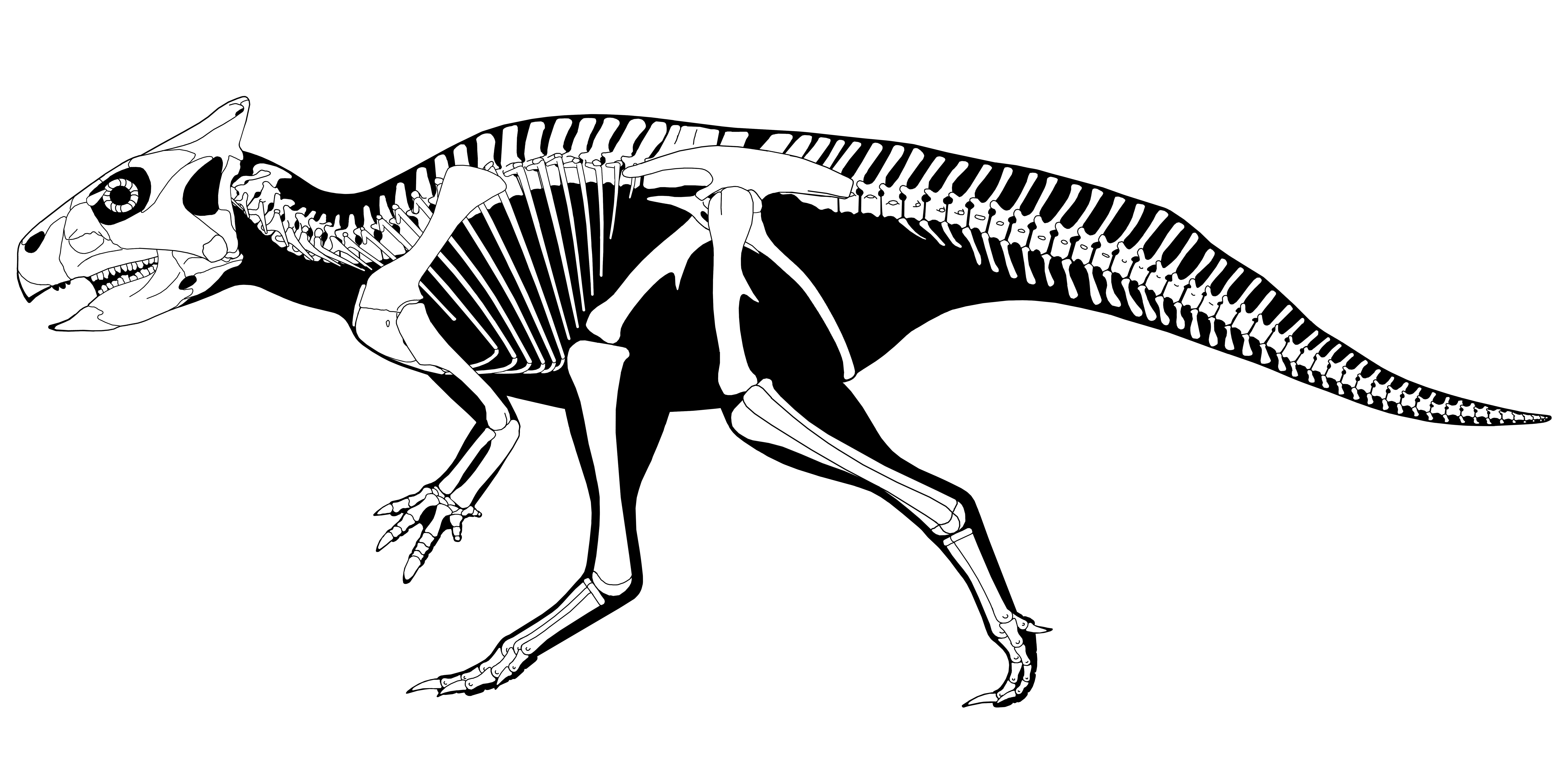 illustration of a dinosaur skeleton representing Auroracertaops, new species characterized by Penn paleontologists