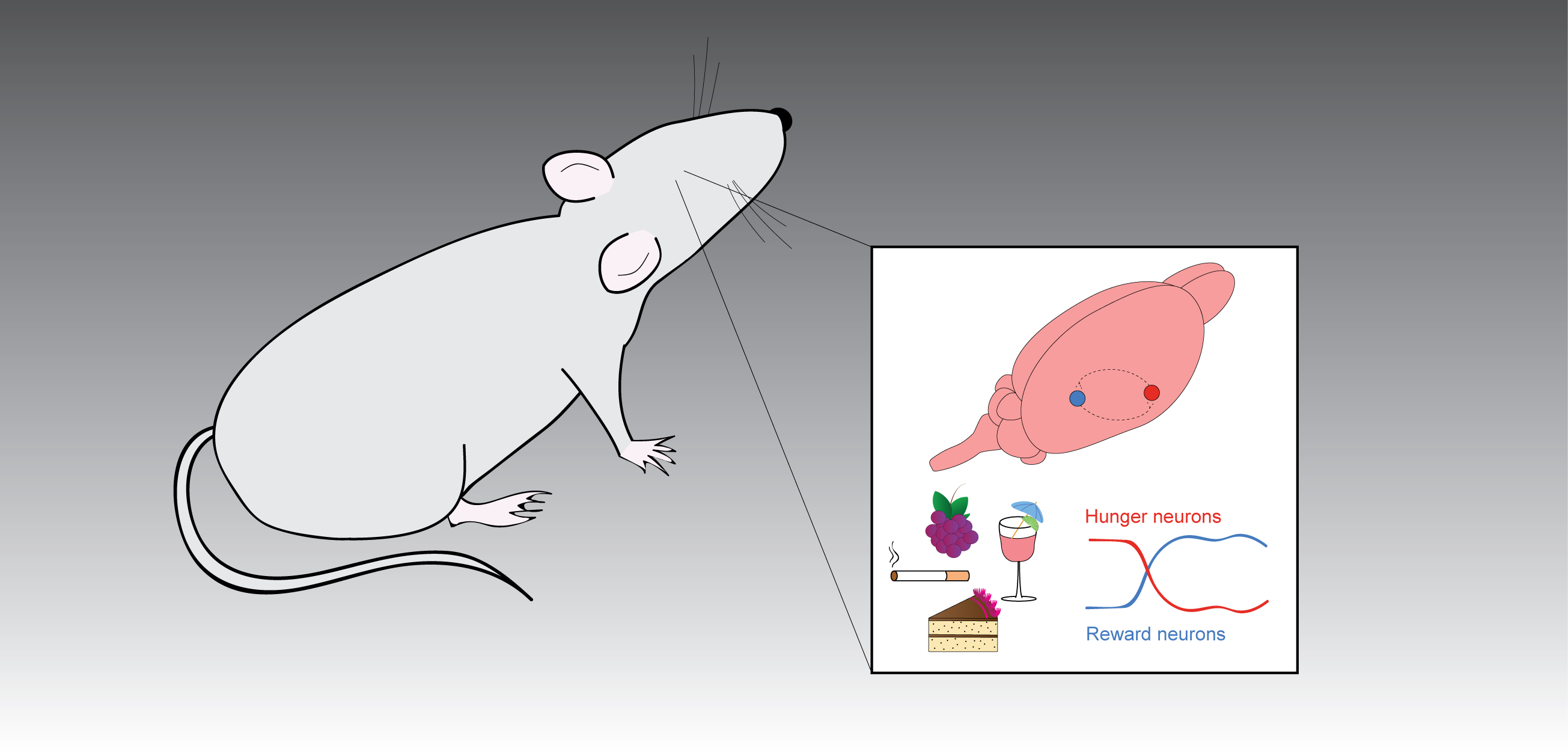 illustration of a mouse with an inset showing its brain, a cigarette, alcohol and chocolate cake and graph showing a connection between hunger and reward neurons