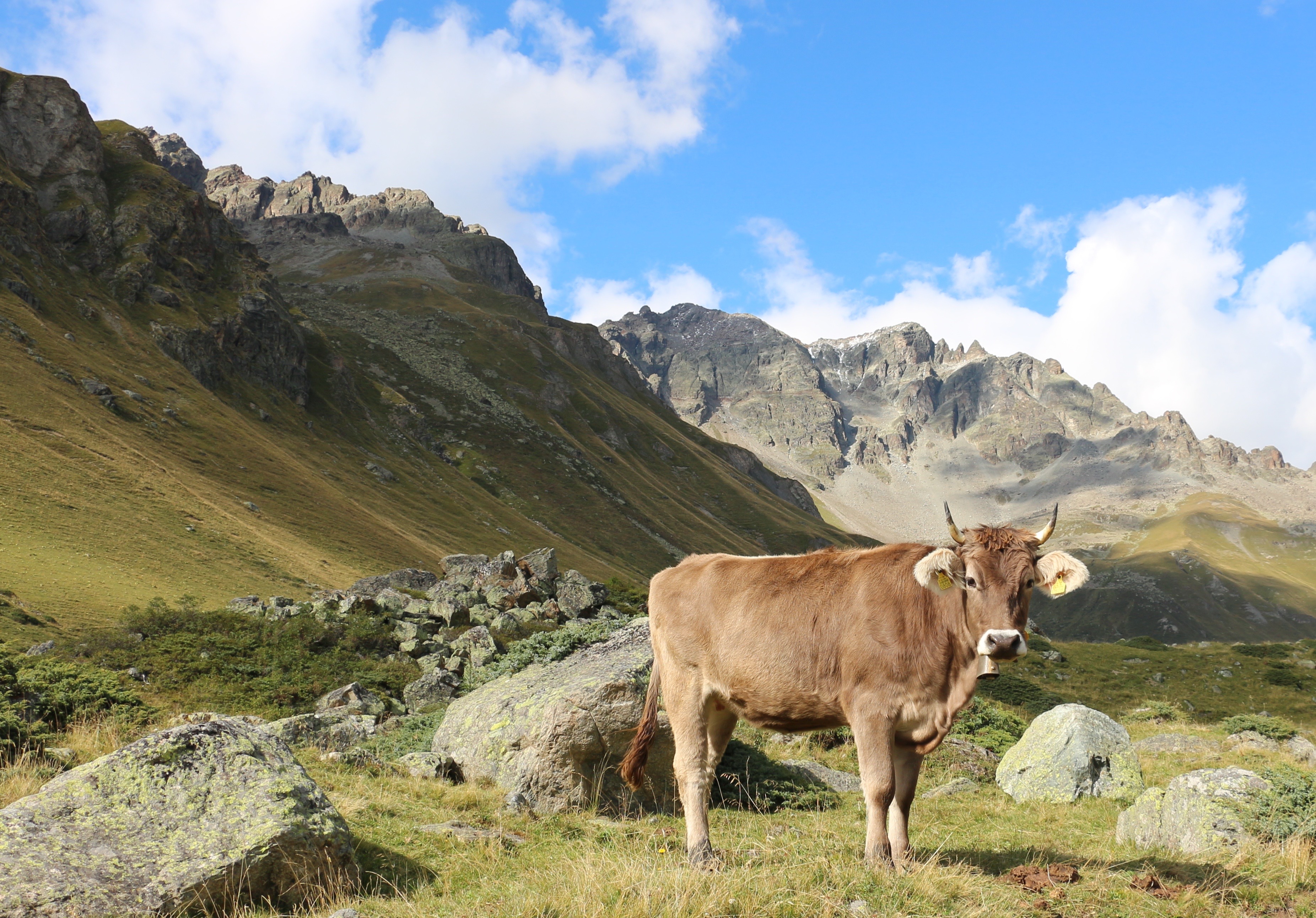 A brown cow standing in a mountain landscape in the Italian Alps. 