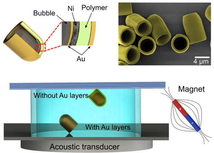 a diagram of the micro-rockets, on the top left is the open cup showing a bubble in the middle surrounded by layers of gold, Au, nickel, Ni, and a polymer. the microscope images are shown with a 4 micron scale bar on the top right. the bottom image shows "without Au layers" floating on the surface of water with the open cup on top and "with AU layers" sitting on the bottom of an acoustic transducer. a magnet is on the right hand side of the water pool. 