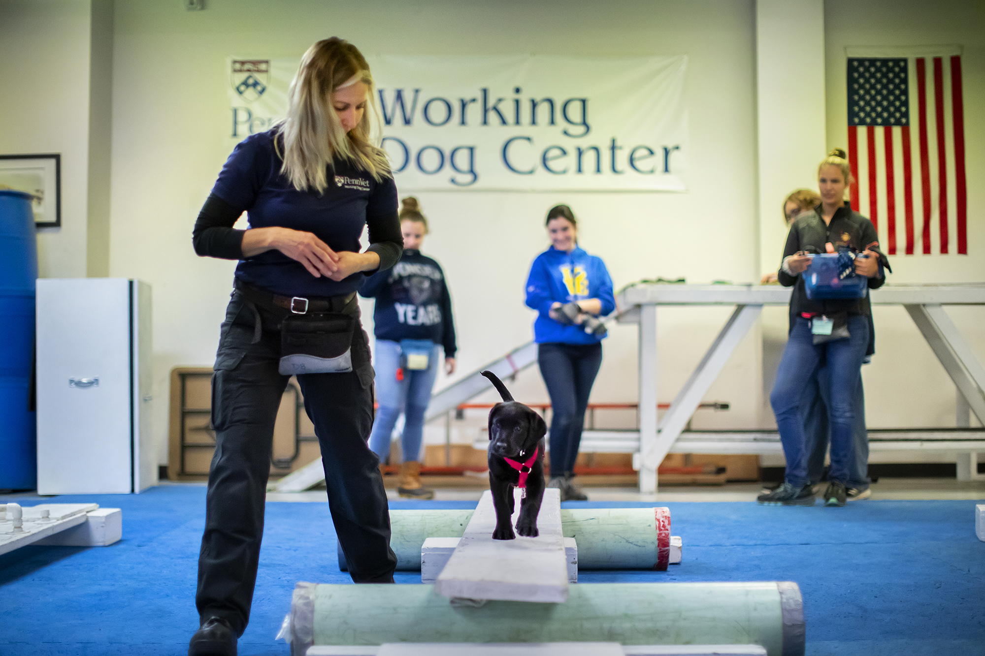 Penn Vet Working Dog Center trainer guides puppy across plank