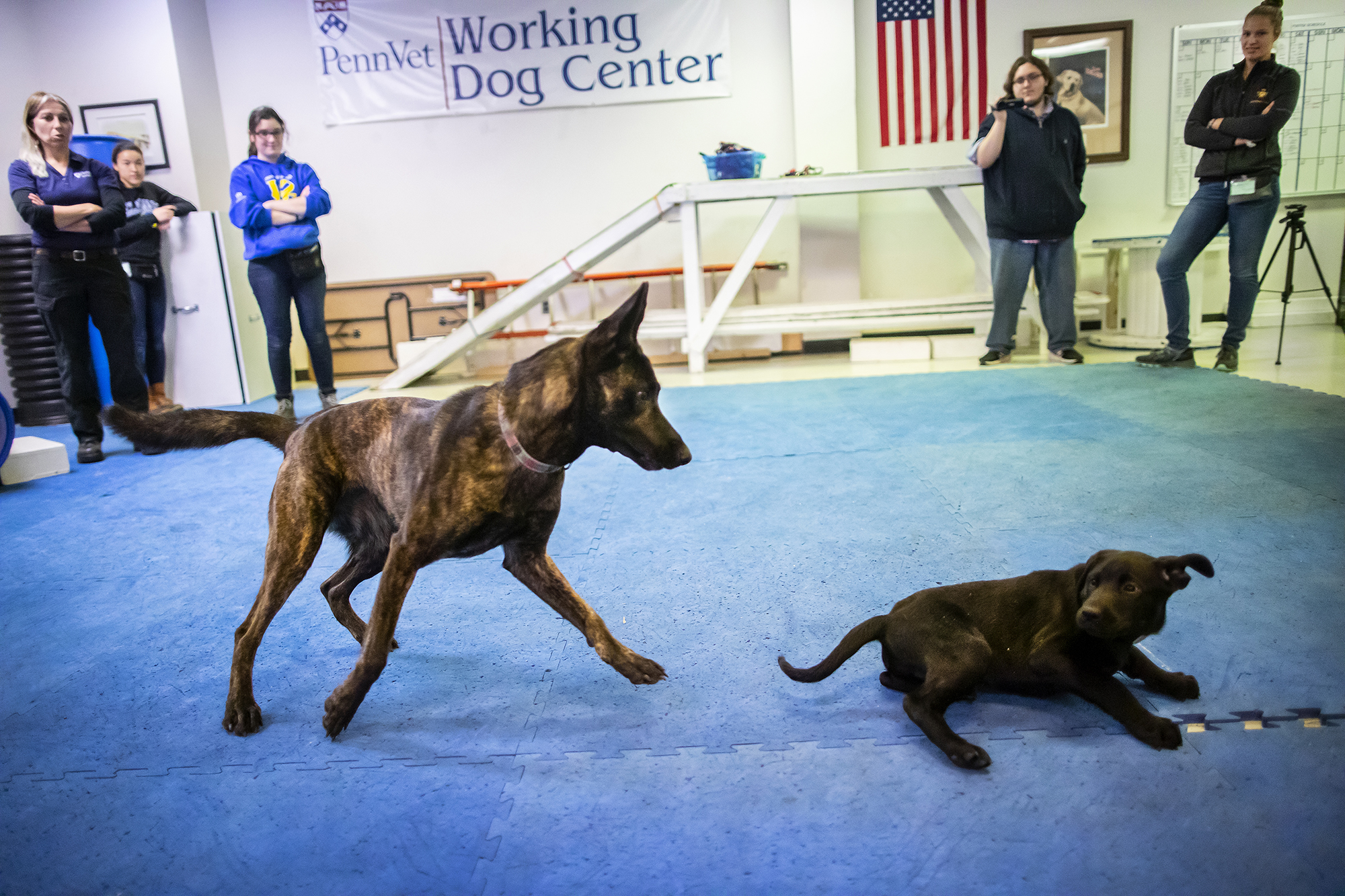 working dogs training