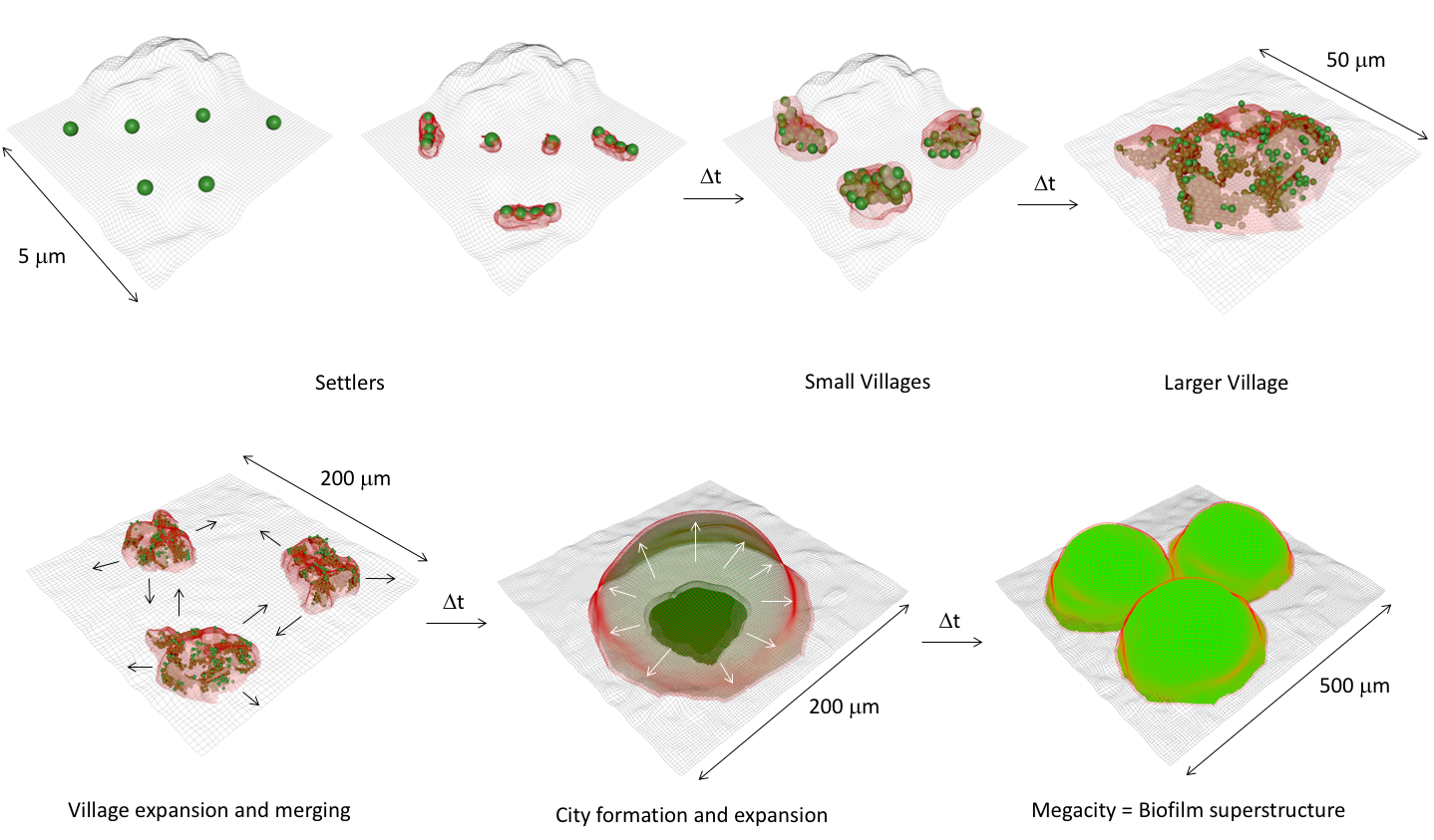 Images of bacteria growing from individual colonies to large biofilms, using the analogy of cities growing from settlers to megacities