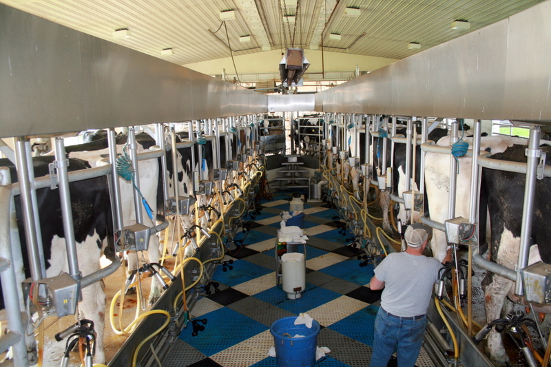 cows in a dairy facility