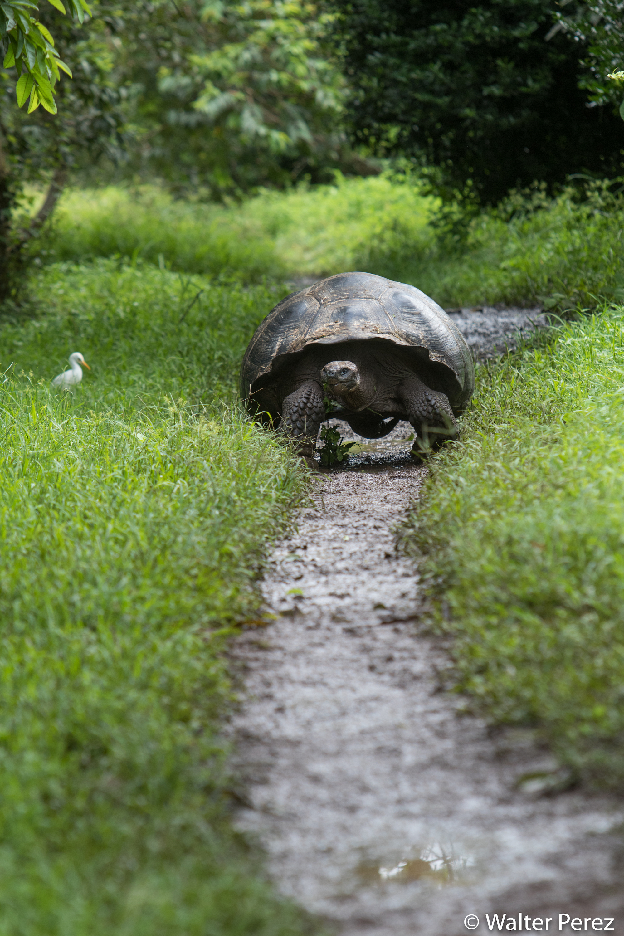 A male dome-shaped Galápagos Tortoise (©Walter Perez)