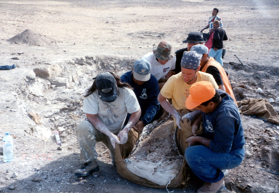 A team of archeaologists drag the bones of a dinosaur from an excavation site. 
