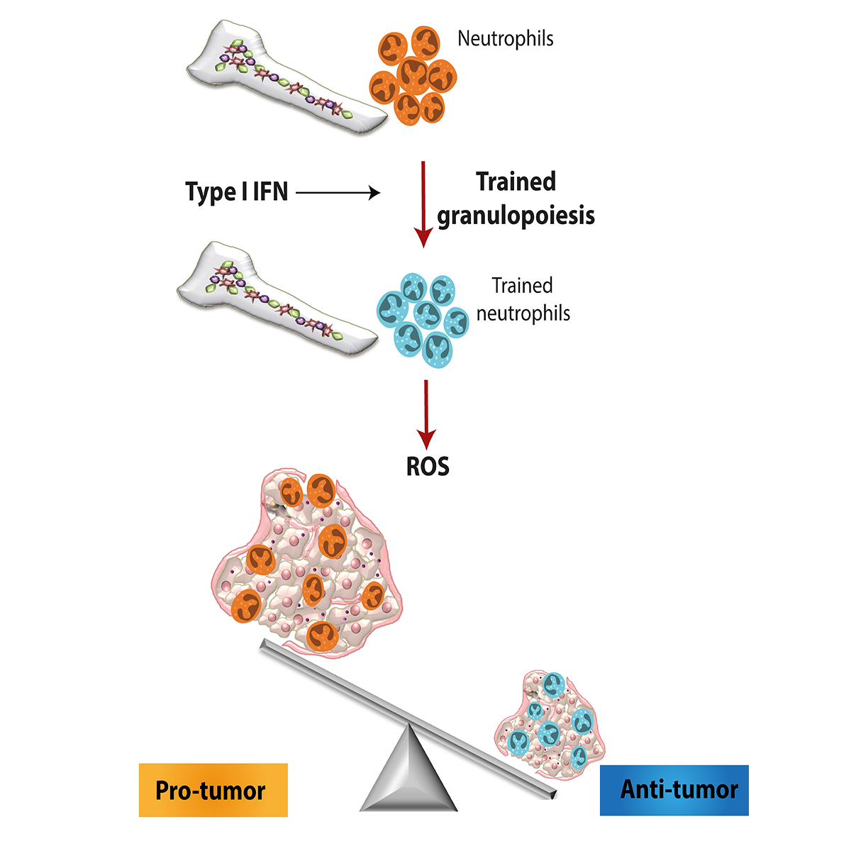 scientific diagram shows how immune training of neutrophils in the bone marrow can produce ROS, or reactive oxygen species, to produce an anti-cancer response by the immune system