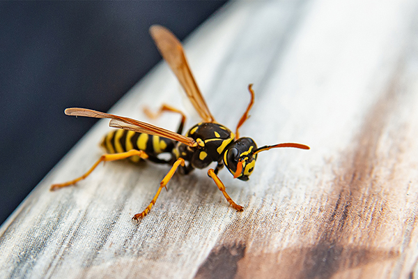 Closeup view of a wasp