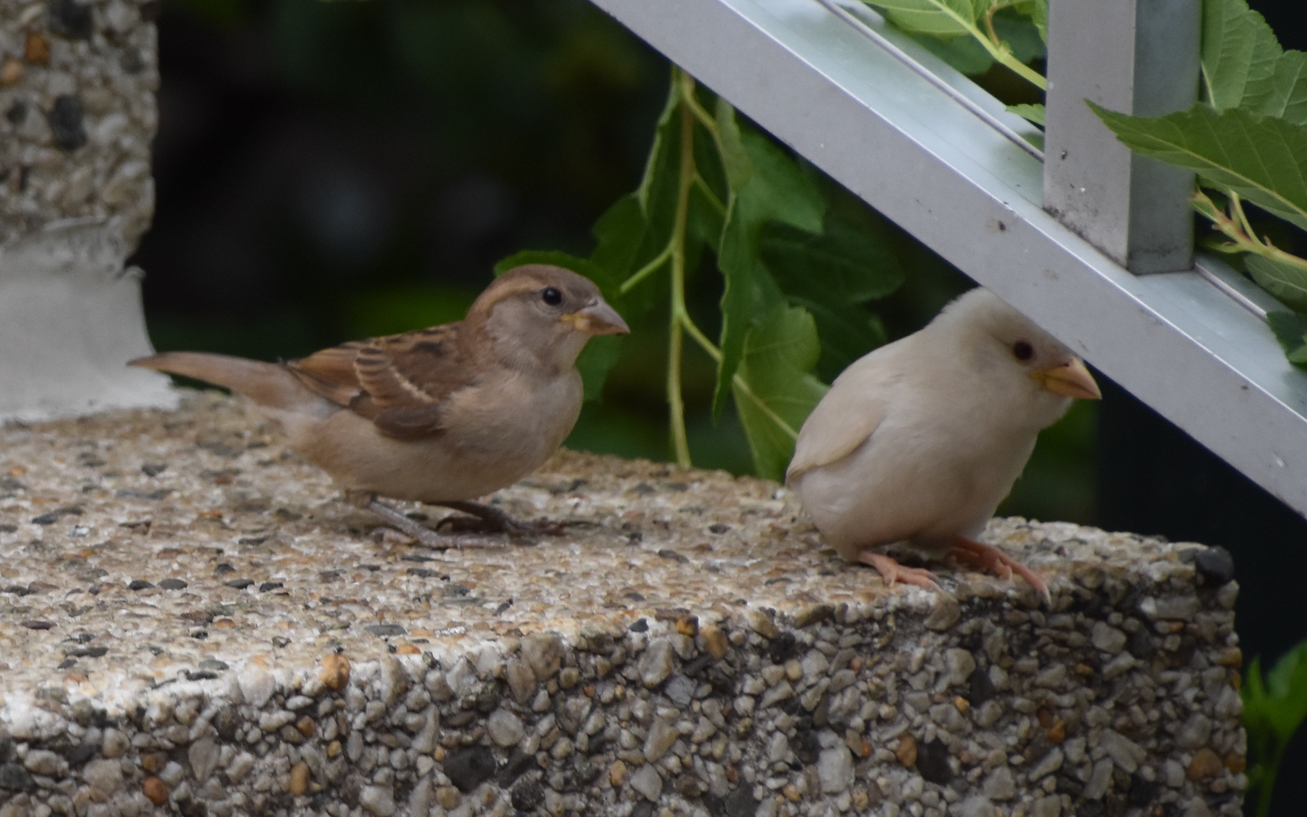 Two small birds, one with dark brown feathers and a light brown belly, the other all white.