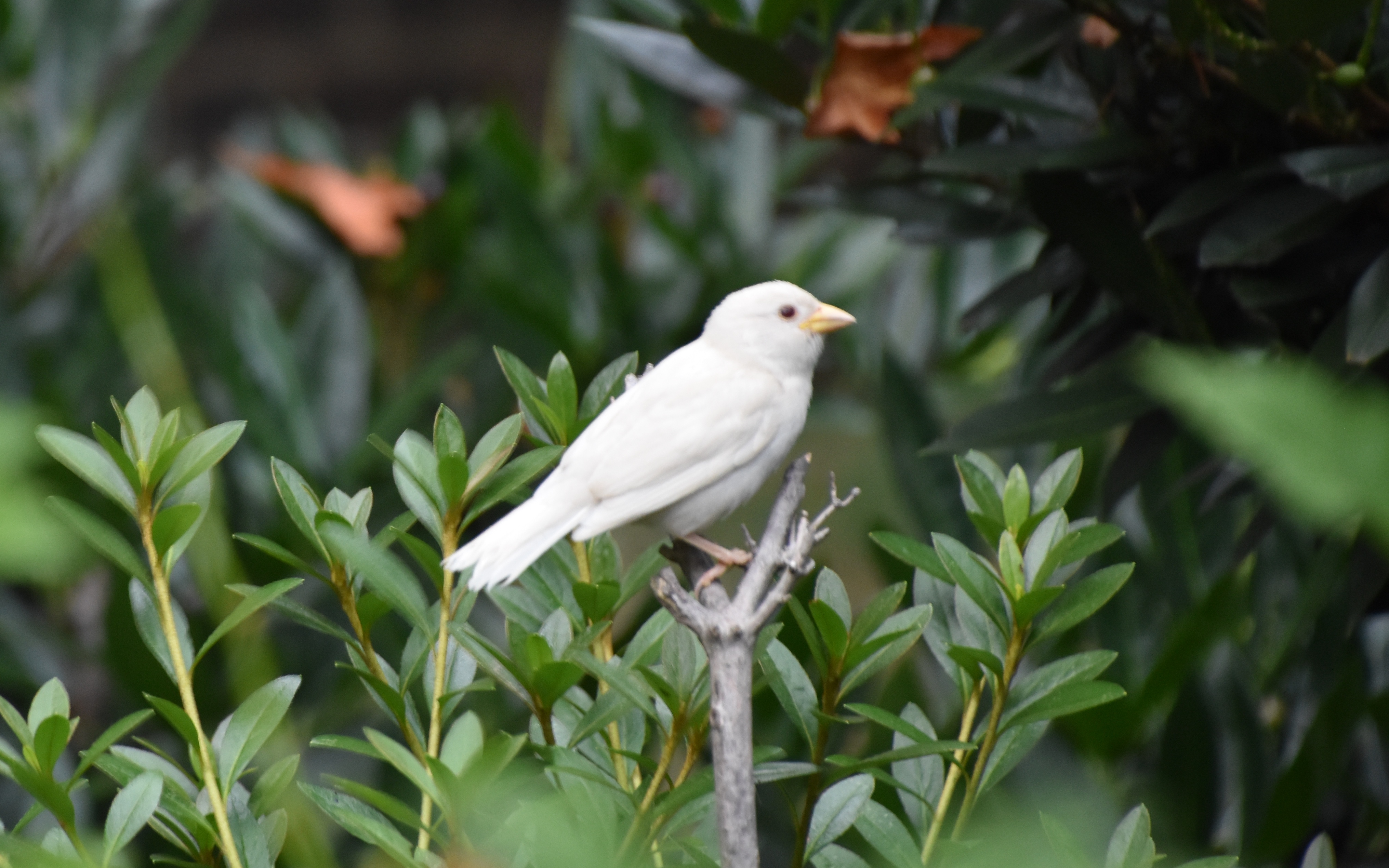 An all-white bird on a tree with leaf-filled branches behind it. 