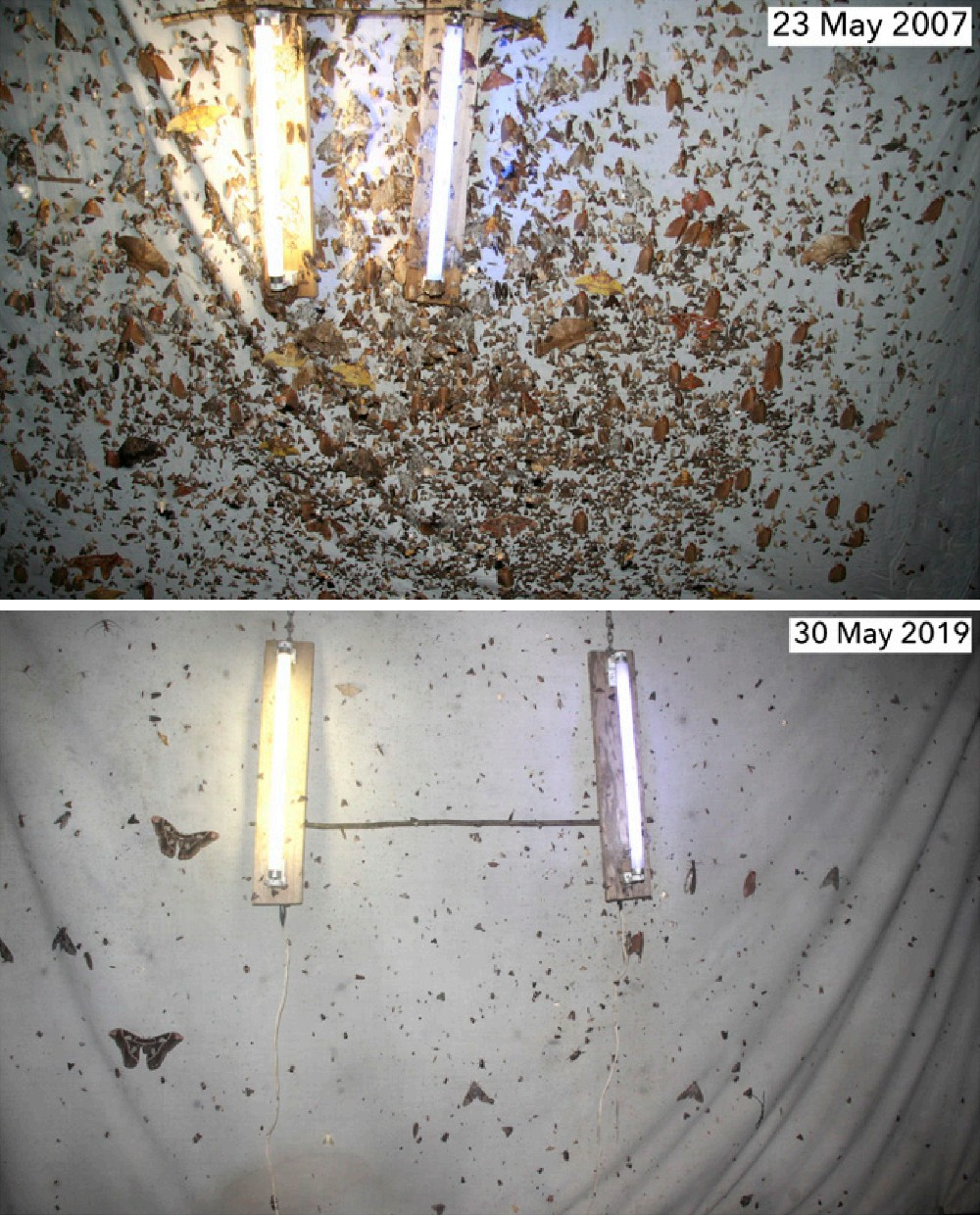 Two images, one from May 2007 and one from May 2019, show a decline in moths surveyed