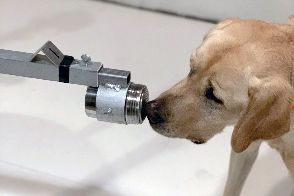 working dog center sniff test