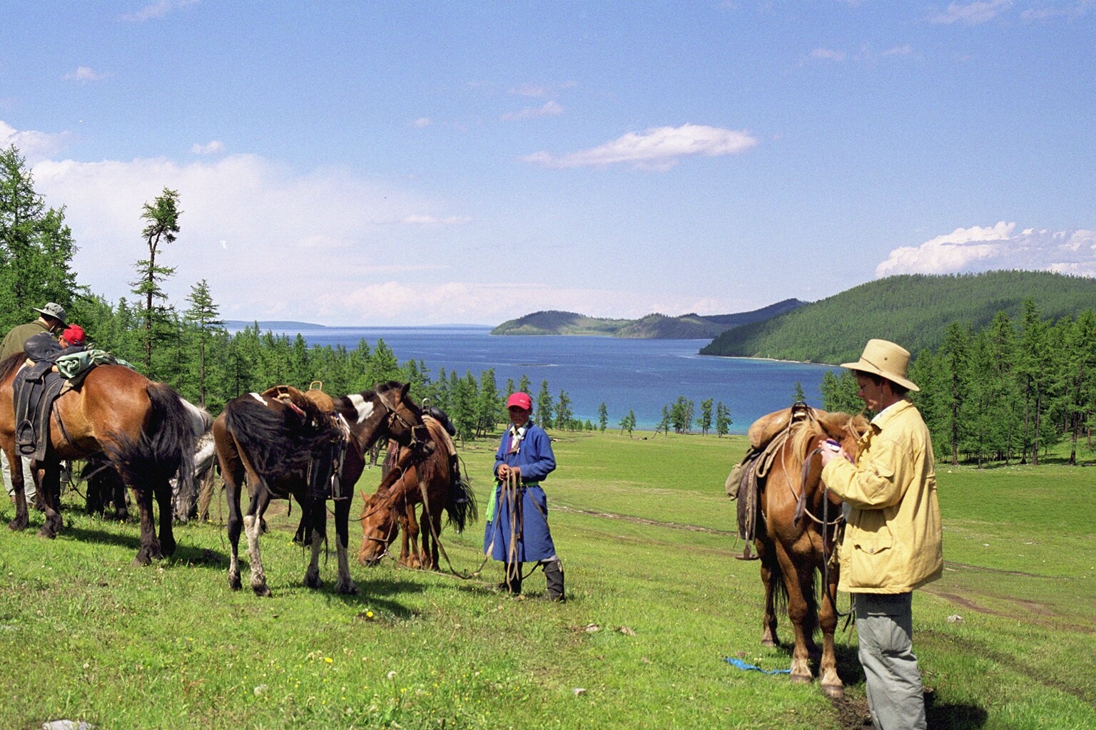 mongolian livestock