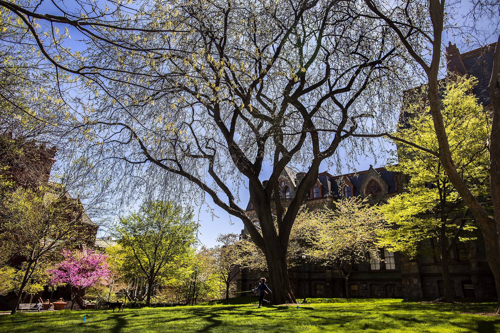 treaty elm tree in front of college hall