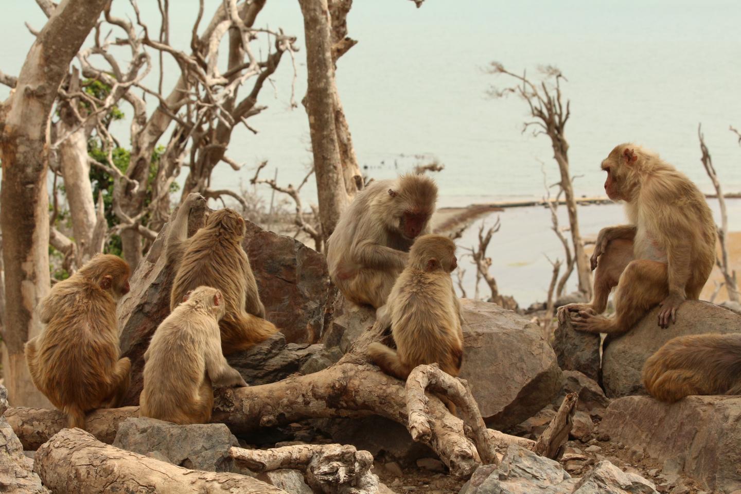 A group of tannish monkeys sitting on rocks. Behind them are bare trees and farther beyond that, water.