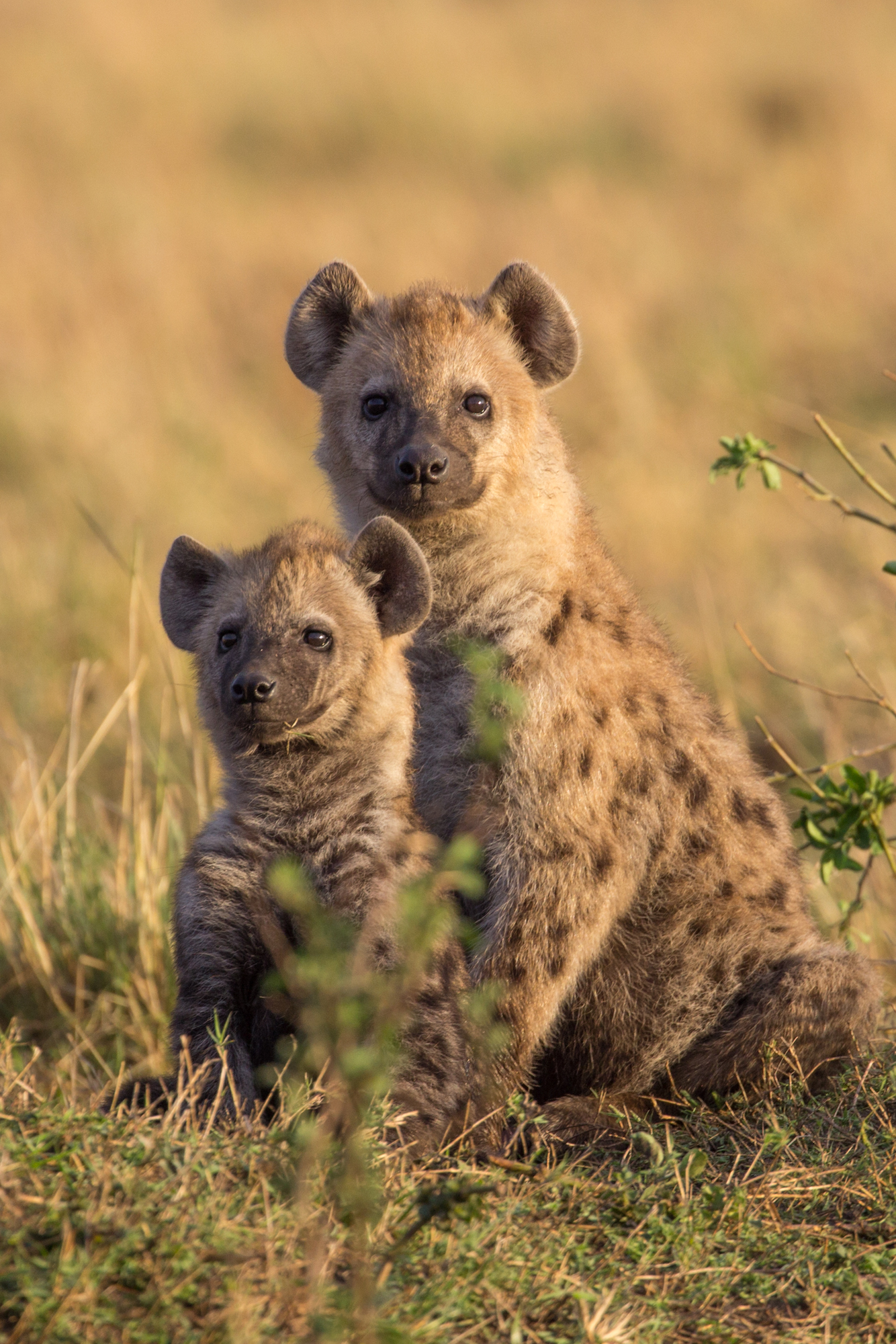 A mother hyena with her cub