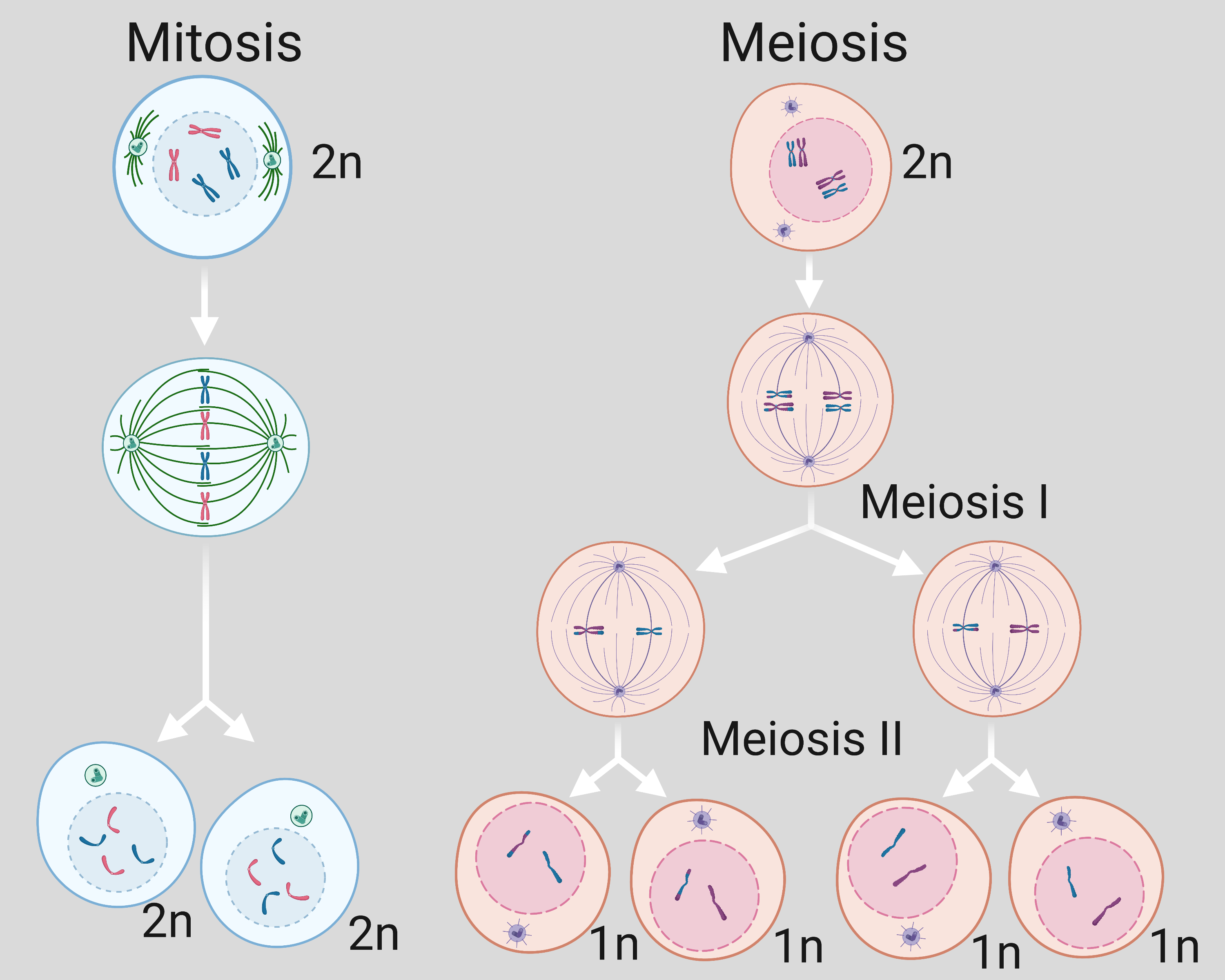 Diagram of the two cell division processes, mitosis and meiosis