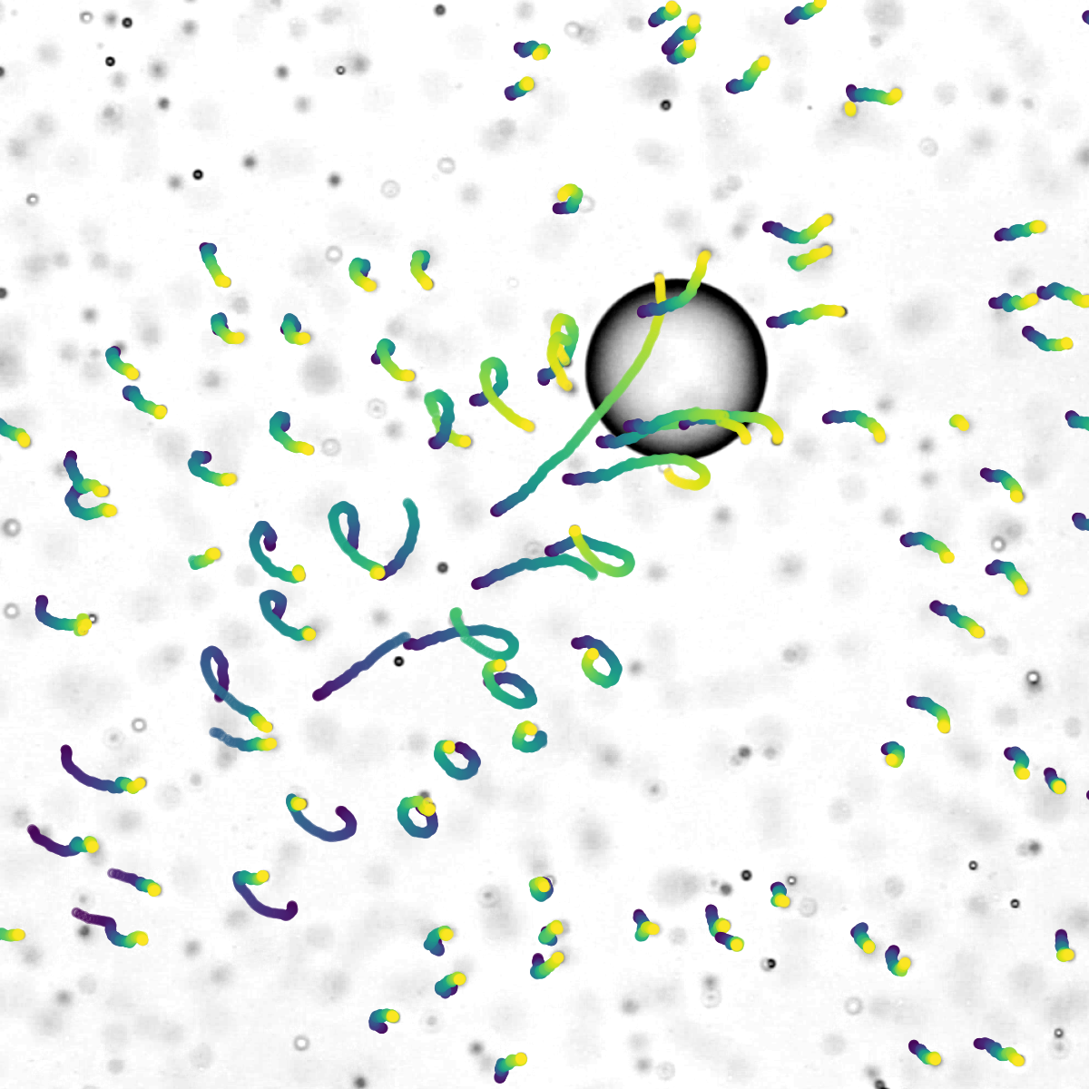 a gray particle that has moved smaller particles in its wake with their paths shown in colored lines