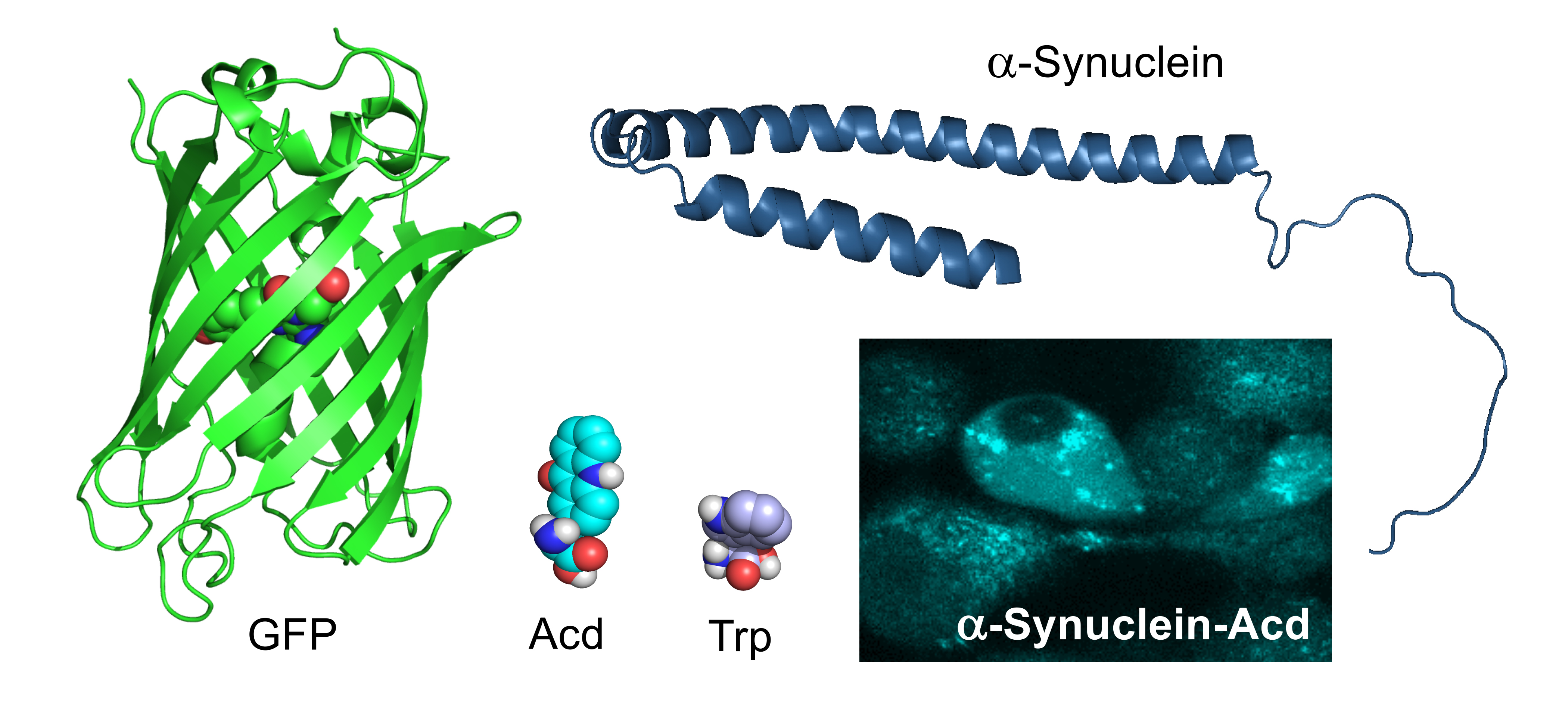 protein structures of GFP, ACD, trp, alpha-synuclein, and then an image of glowing alpha synuclein proteins inside of a cell