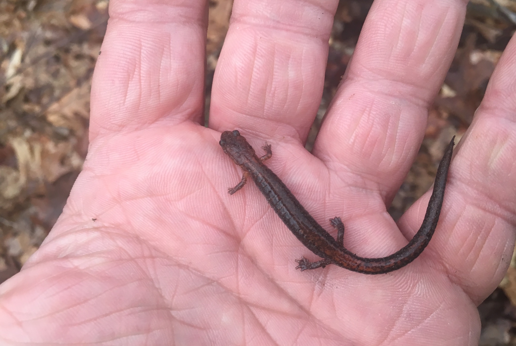 A close-up of a hand holding a small brown-red salamander, half a pencil long. 