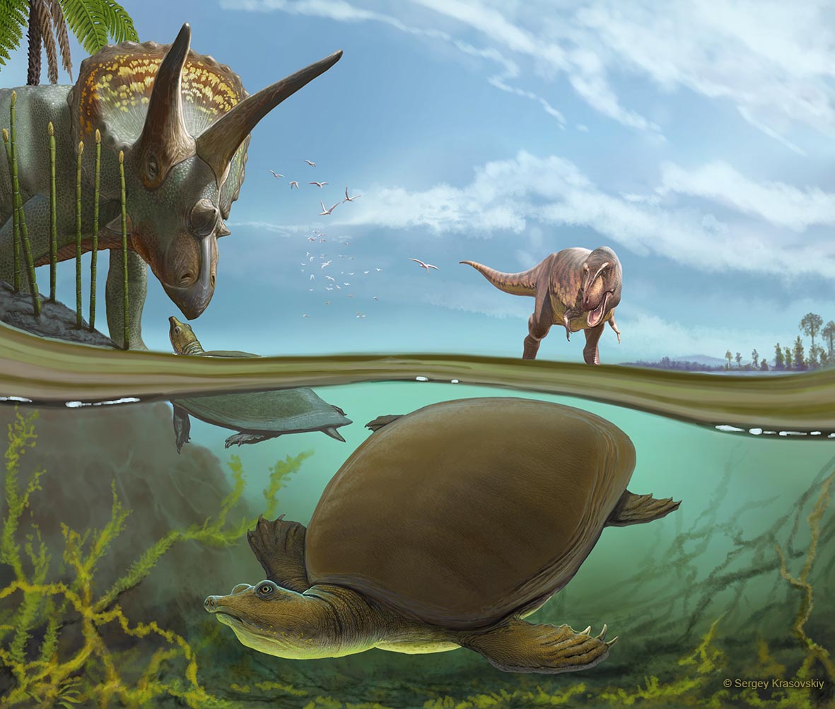Illustration of ancient turtle in water with Tyrannosaurus walking on ground nearby