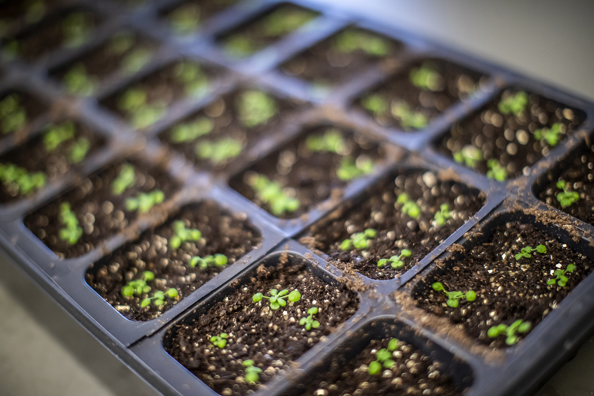 Closeup of plant seedlings growing in a tray