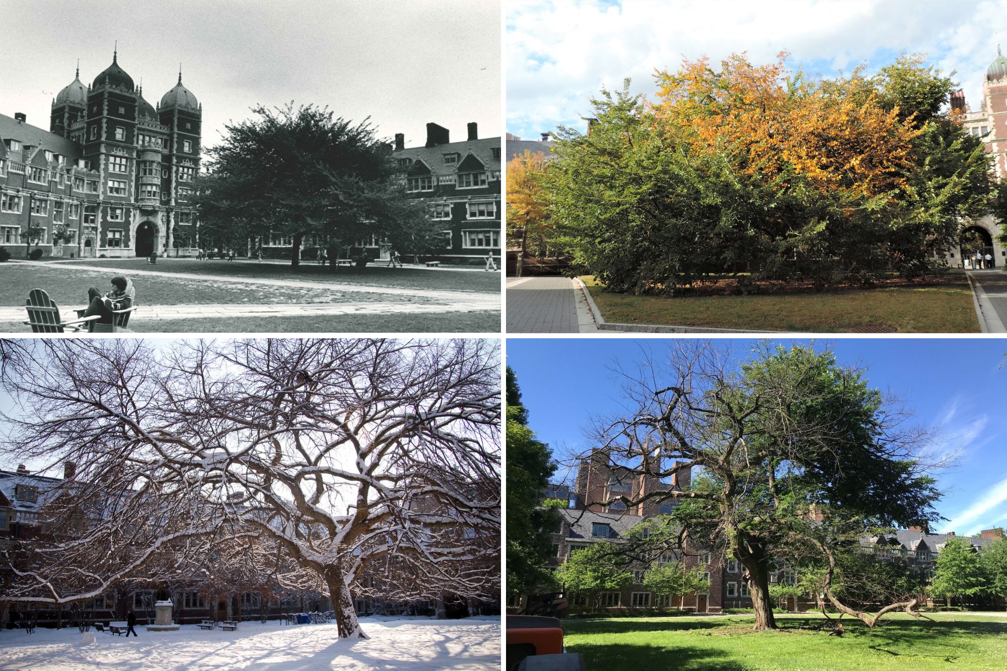 Four images of the elm on the Penn Quad from the 1970s to present