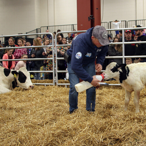 farm show feeding milk to new calf