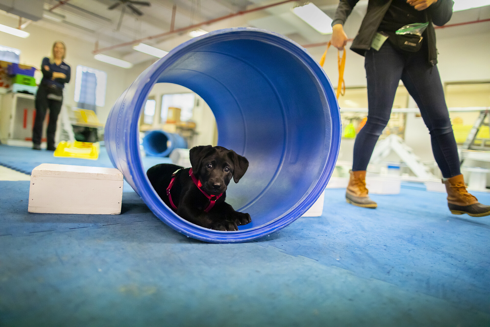 One of the U-litter puppies at the Working Dog Center sits in a tunnel
