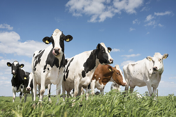 Dairy cows in a field of grass