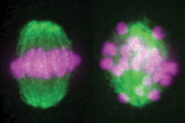 Side-by-side microscopic images of cell spindle during meiosis. Left image shows green with pink in the middle, right shows green with pink spots throughout.