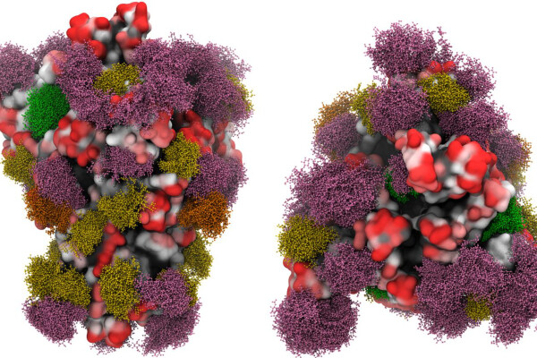 a diagram of the sars-cov-2 virus showing the proteins and sugars on the exterior