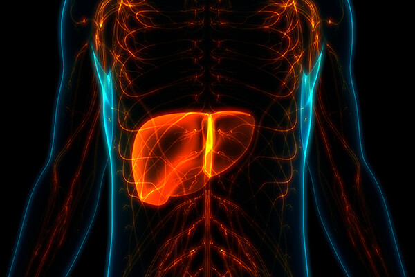 neon x-ray of a torso with the liver organ highlighted brightly
