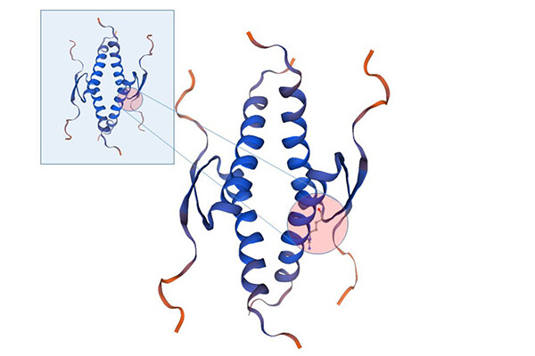 illustration of a microscopic gene and the isolated protein with the mutation.