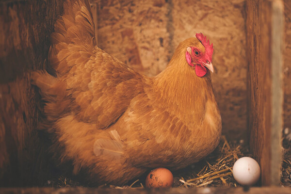 hen in a coop with two eggs on hay on the ground