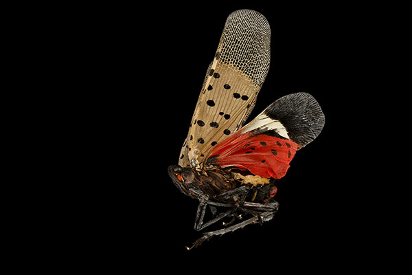 A spotted lanternfly in mid-flight