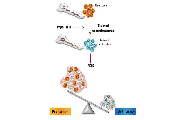 scientific diagram shows how immune training of neutrophils in the bone marrow can produce ROS, or reactive oxygen species, to produce an anti-cancer response by the immune system