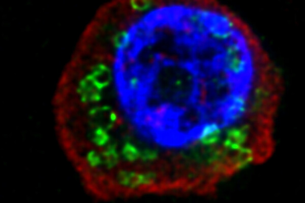 Microscopic image of cell labeled with red, blue, and green