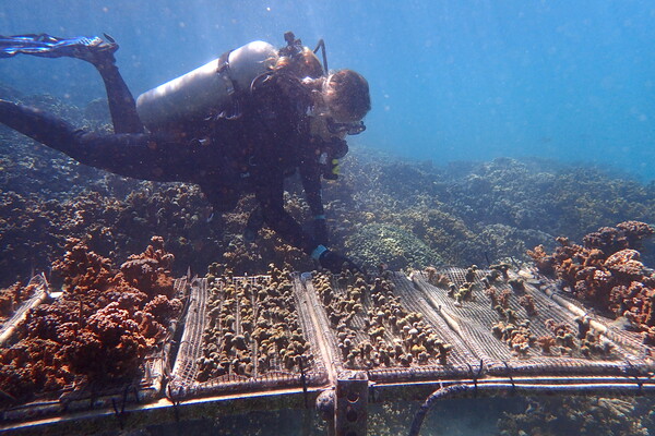 Scuba diver looks at coral growing on mats underwater