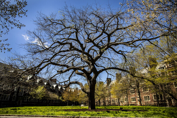 Large tree without leaves on a sunny day