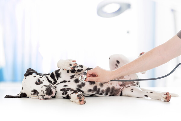 A reclining dalmatian dog is examined by a provider with a stethoscope