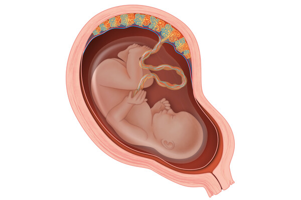 fetus in the uterus showing connection to placenta