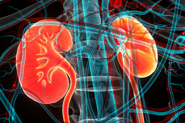 Internal rendering of two kidneys.