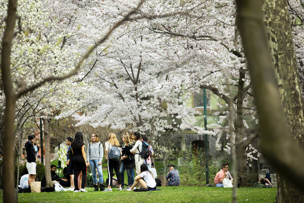 students gathered on lawn under flowering trees
