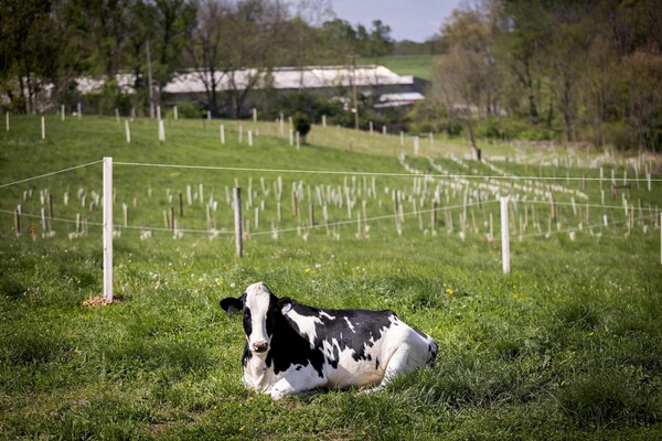 A cow in a field.