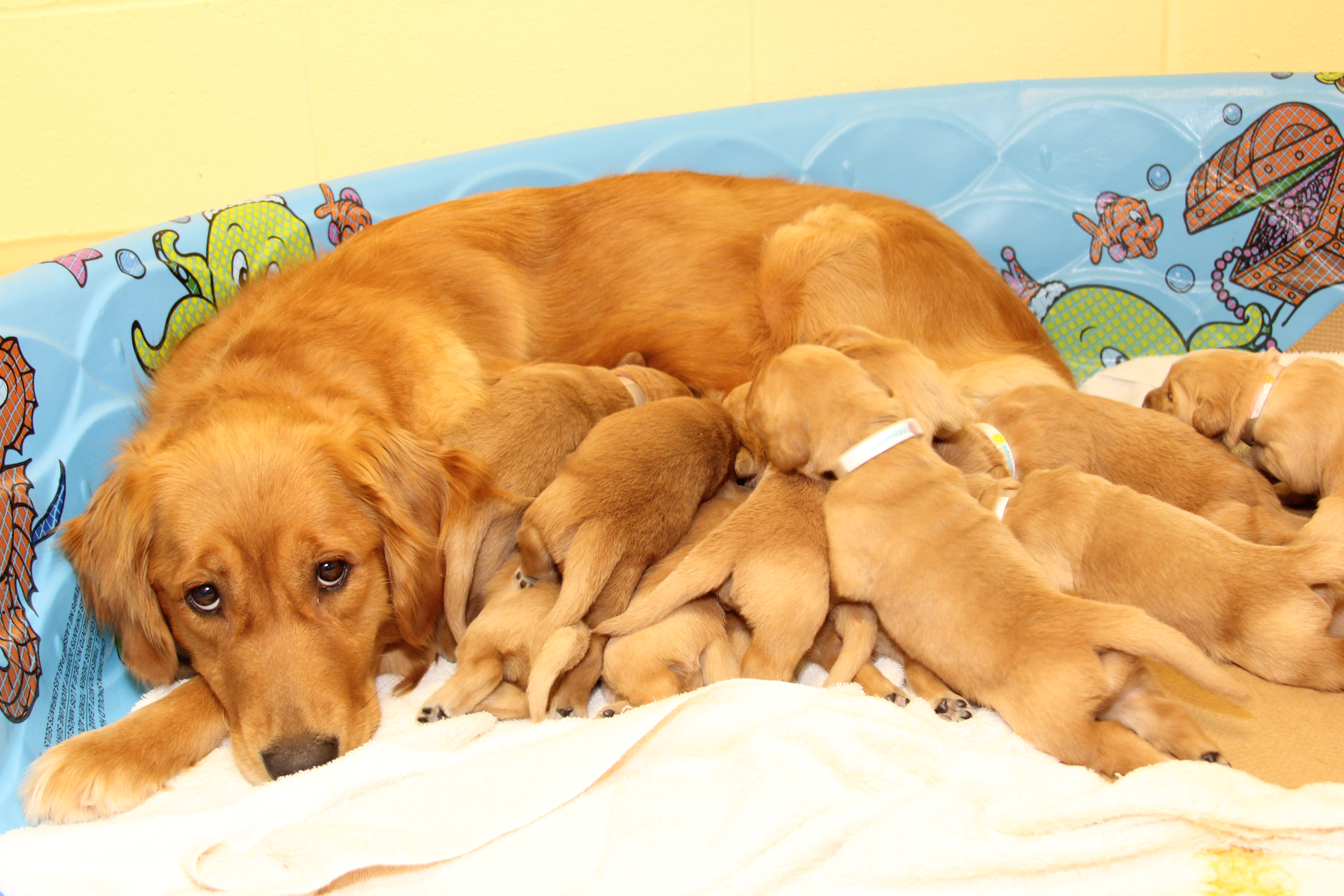 Guide Dogs encourages enrichment to boost dog mental health