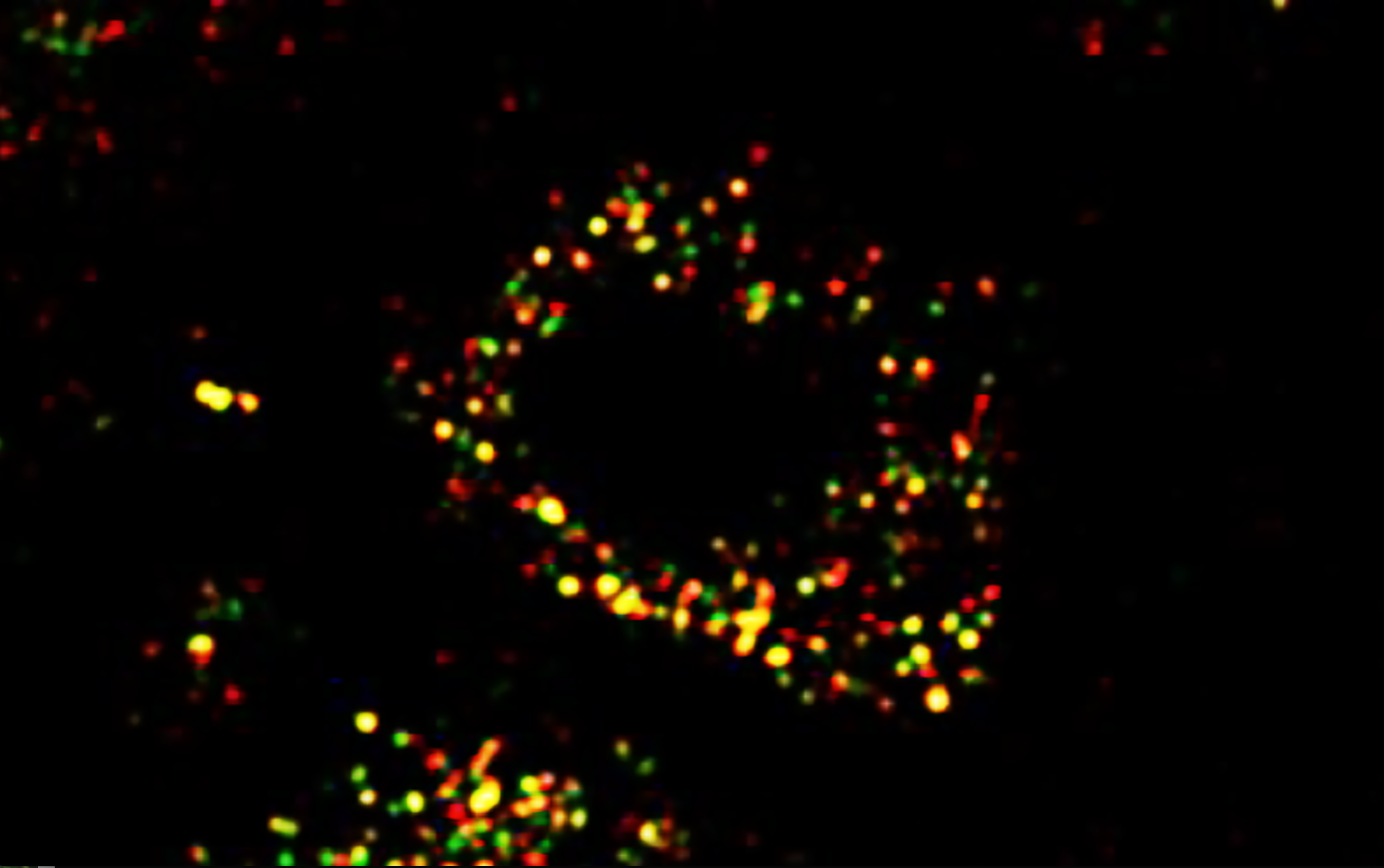 Shi, Songtao.stem cells in the gums